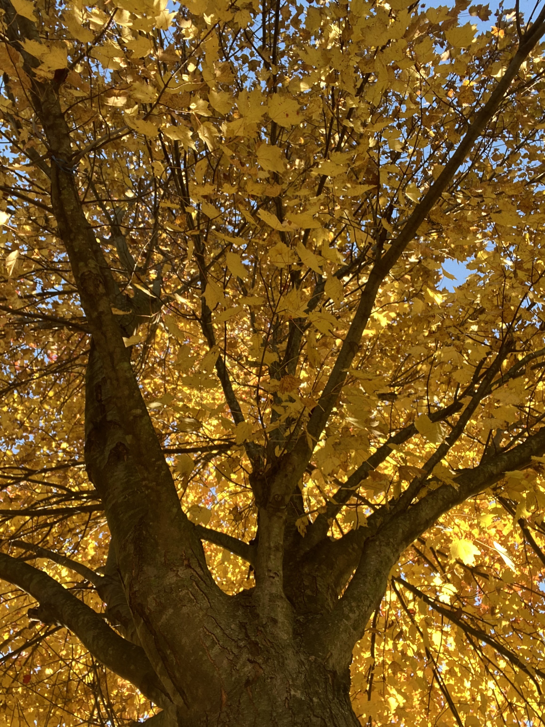 tree with yellow leaves 